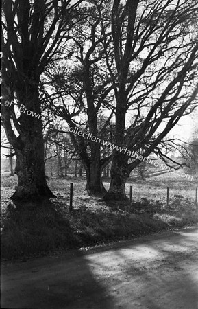 EMO AVENUE TREES